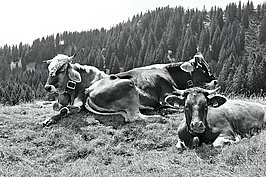 Bernhard Saalfeld - Tierwelt (8v9)